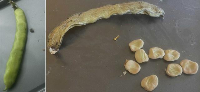 2025 - my first 8-bean pod, which I have dried for seeds in 2026.